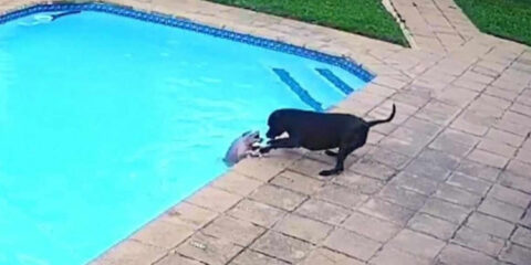 Vídeo emocionante mostra cadela salvando 'amigo' de se afogar na piscina; assista