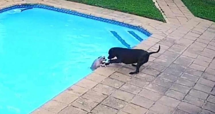 Vídeo emocionante mostra cadela salvando 'amigo' de se afogar na piscina; assista