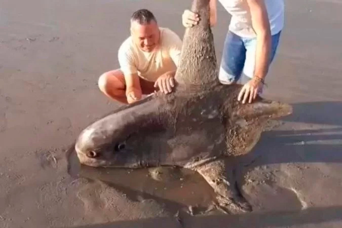 Raro, maior peixe ósseo do mundo é achado em praia do Piauí