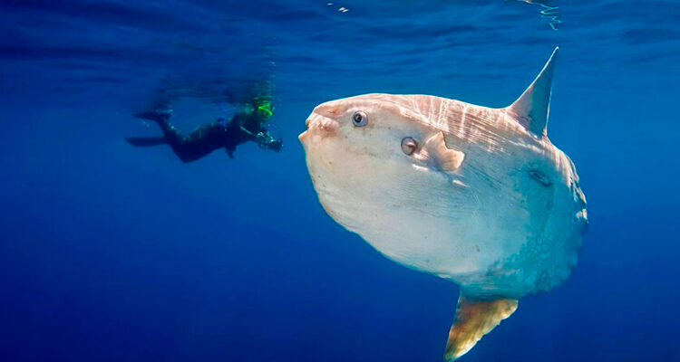 Raro, maior peixe ósseo do mundo é achado em praia do Piauí