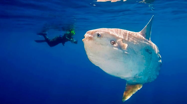 Raro, maior peixe ósseo do mundo é achado em praia do Piauí