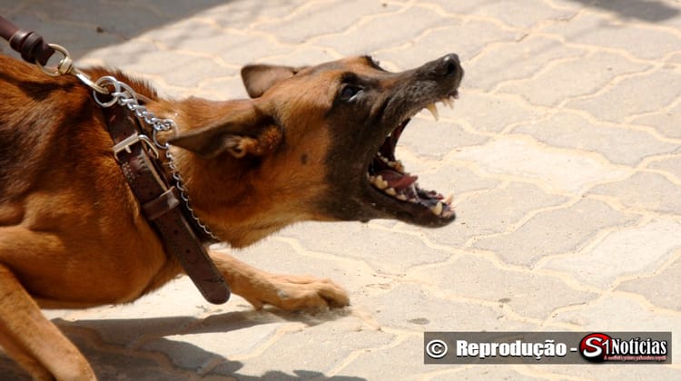 Cachorro ataca pessoas em Solidão-PE