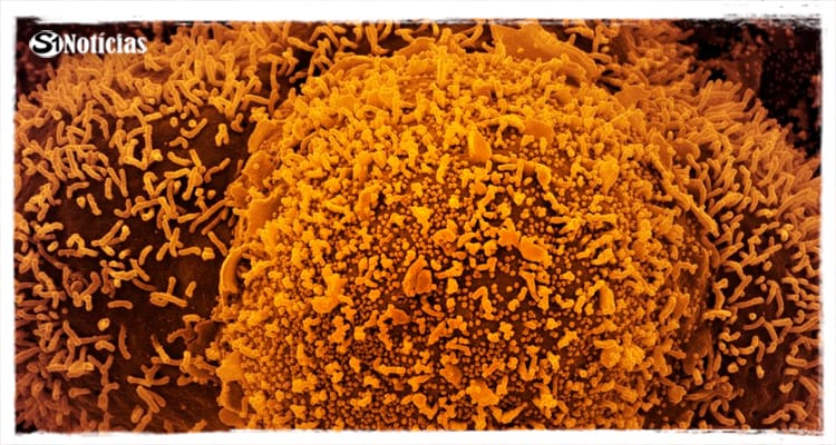 Anvisa: dois casos da variante Ômicron são identificados no Brasil