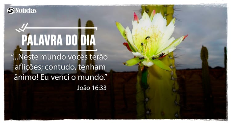 Palavra do Dia: 12 de novembro - Não desista!