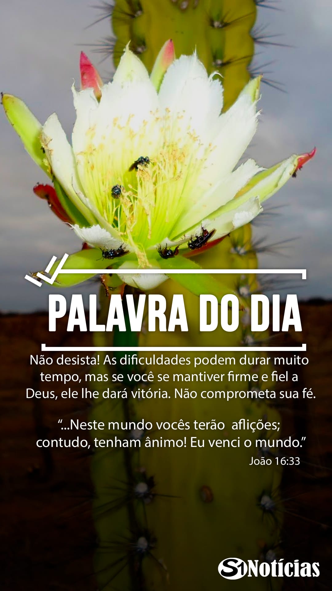 Palavra do Dia: 12 de novembro - Não desista!
