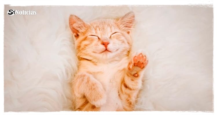 17 de fevereiro - Dia Mundial do Gato