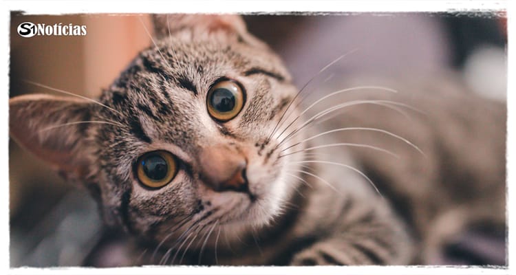 Estudo diz que gatos mudam comportamento ao ouvir a voz do tutor