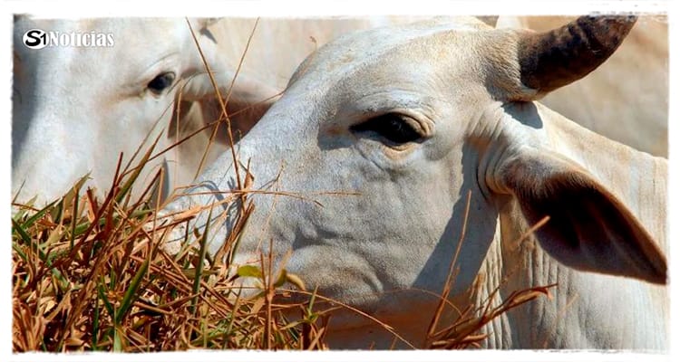 Brasil deve vacinar 161 milhões de bovinos e bubalinos contra aftosa