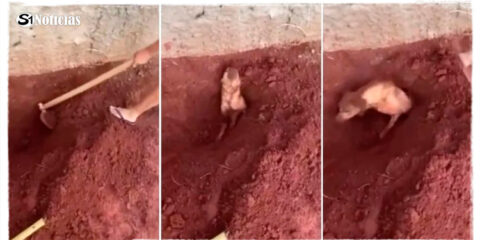 Idosa é presa por enterrar cachorro da vizinha vivo