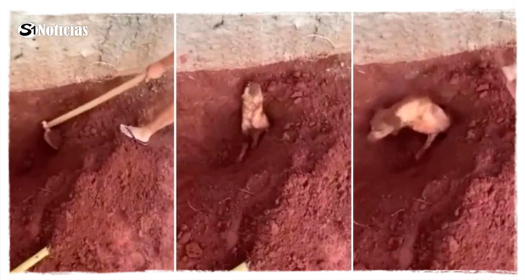 Idosa é presa por enterrar cachorro da vizinha vivo