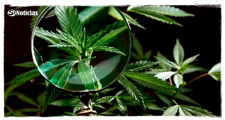 Uso de maconha pode encolher significativamente o tamanho dos testículos