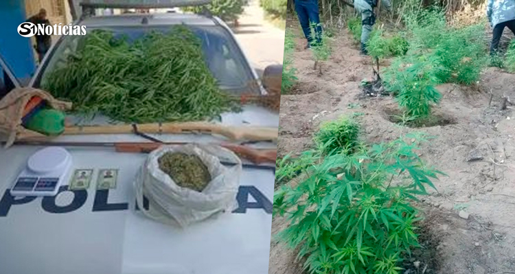 Em Carnaíba Polícia prende pai e filho por tráfico de maconha