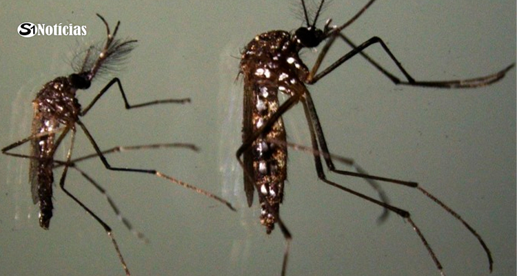 Aedes aegypti: ovo do mosquito sobrevive sem água, comprova pesquisa