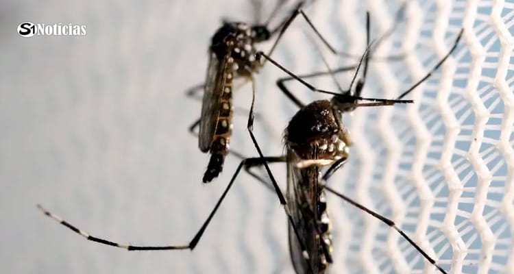 Profissionais de saúde alertam para ressurgimento do tipo 3 da dengue