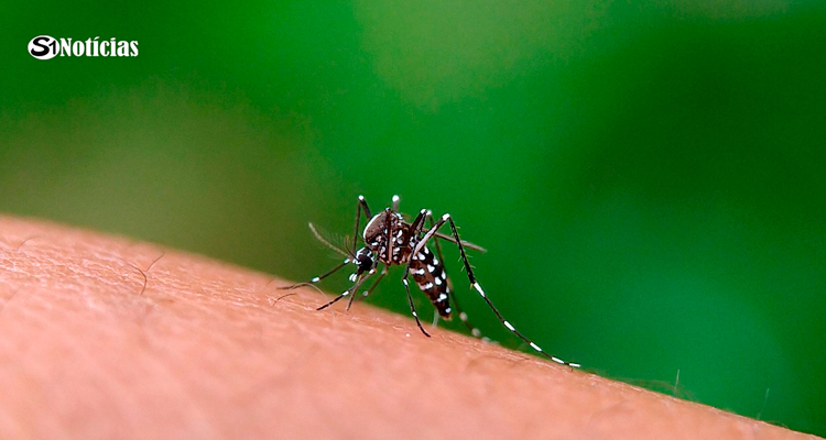 Pernambuco fica fora da primeira etapa da campanha nacional de vacinação contra a dengue