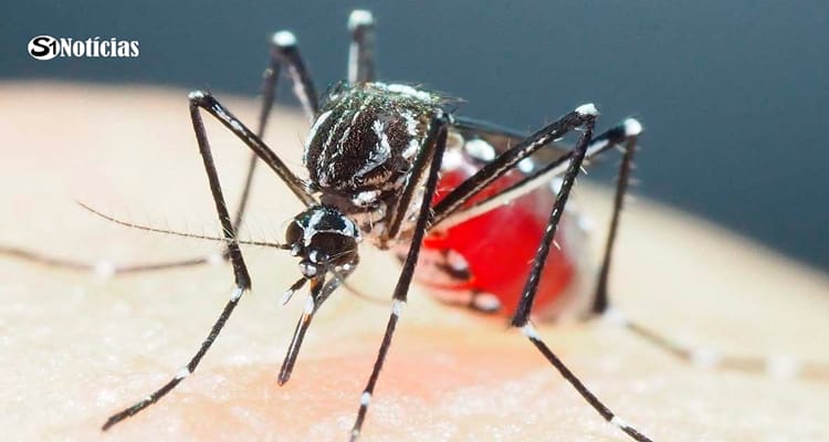 Brasil ultrapassa meio milhão de casos prováveis de dengue