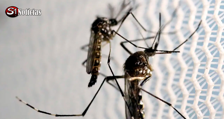 Calumbi e Ingazeira estão entre as cidades com alta incidência de casos de dengue