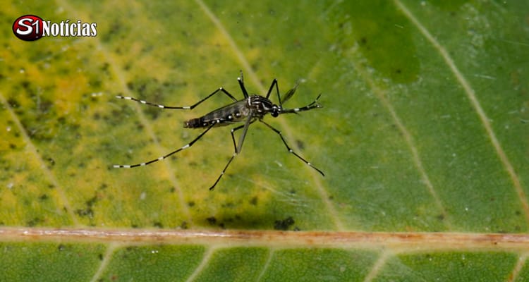 Estudo aponta que a Dengue deve impactar em R$ 20 bilhões a economia do Brasil