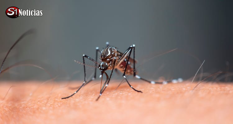 OMS alerta que quase 4 bilhões de pessoas correm risco de infecção pelo Aedes