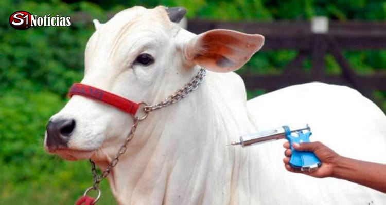 Brasil se torna livre de febre aftosa sem vacinação, informa governo