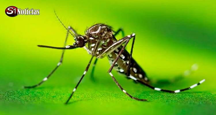 Explosão de Casos de Dengue em 2024: Quase 6 Milhões de Infectados e Quase 4 Mil Mortes no Brasil