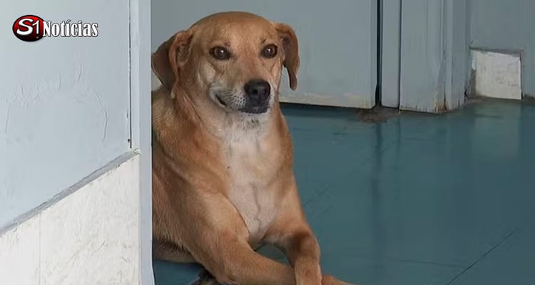 Cachorro espera na porta de hospital por tutora que morreu há 8 anos
