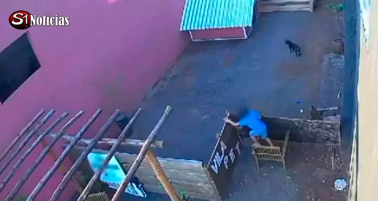 Menino confessa ter matado 23 animais e não demonstra remorso, diz veterinário