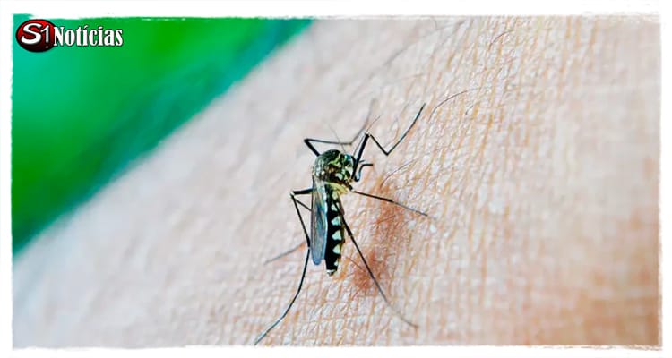 Com mais de 6 milhões de casos prováveis de dengue, Ministério da Saúde intensifica campanha nacional contra arboviroses