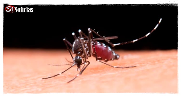 Sem vacina em 2025, Estado investe em medidas de prevenção para Dengue