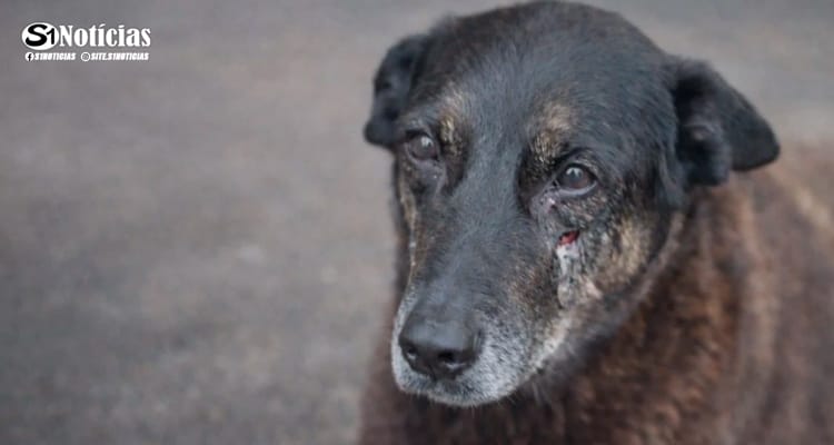 Governo assina decreto "Cão Orelha", que amplia multas para maus-tratos