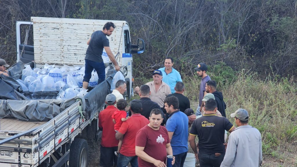 Alevinos destinados ao fortalecimento da piscicultura em Solidão